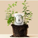 Carrière Frères Bougie Menthe Verte - 185 g