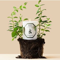 Carrière Frères Bougie Menthe Verte - 185 g