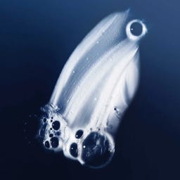 Living Proof Perfect hair Day™ Shampoo - 60 ml