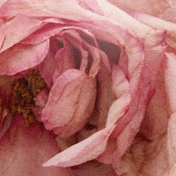 D.S. & DURGA Rose Atlantic Eau de Parfum - 50 ml
