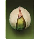 D.S. & DURGA Pistachio Eau de Parfum - 50 ml