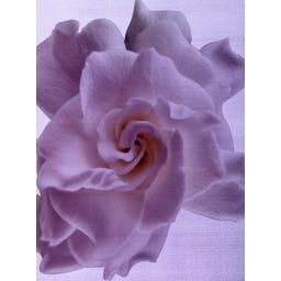 D.S. & DURGA Debaser In Bloom Eau de Parfum - 50 ml