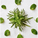 Aveda Rosemary Mint Hand & Body Wash - 250 ml