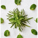 Aveda Rosemary Mint Body Lotion - 200 ml